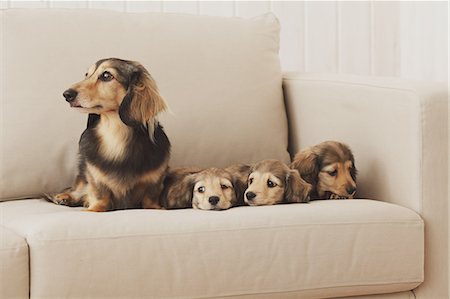 dachshund - Mother dog and puppies on the couch Stock Photo - Rights-Managed, Code: 859-06725207