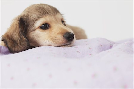 dachshund - Puppy lying down on a blanket Stock Photo - Rights-Managed, Code: 859-06725200