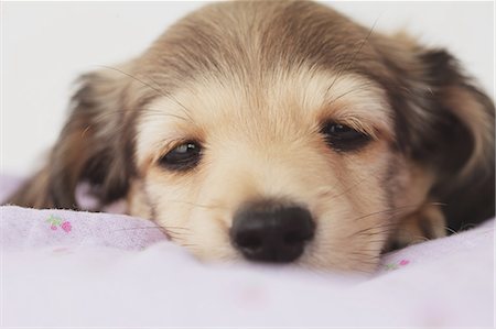 dachshund - Puppy lying down on a blanket Stock Photo - Rights-Managed, Code: 859-06725202