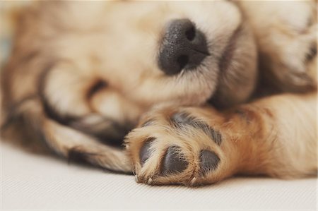 dachshund - Puppy sleeping on the couch Stock Photo - Rights-Managed, Code: 859-06725214