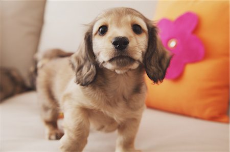 dachshund - Puppy looking at camera Stock Photo - Rights-Managed, Code: 859-06725218