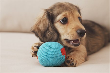 dachshund - Puppy playing with ball Stock Photo - Rights-Managed, Code: 859-06725219