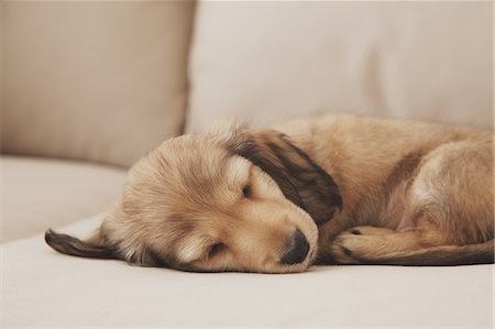 dachshund - Puppy sleeping on the couch Stock Photo - Rights-Managed, Code: 859-06725210