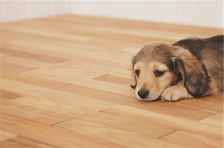 dachshund - Puppy lying down on the floor Stock Photo - Rights-Managed, Code: 859-06725224