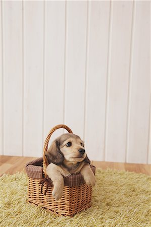 Puppy in a basket on a carpet Stock Photo - Rights-Managed, Code: 859-06725225