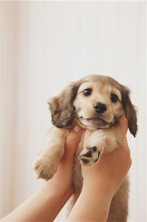 dachshund - Woman holding puppy Stock Photo - Rights-Managed, Code: 859-06725226