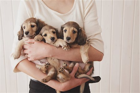 dachshund - Woman holding puppies Stock Photo - Rights-Managed, Code: 859-06725228