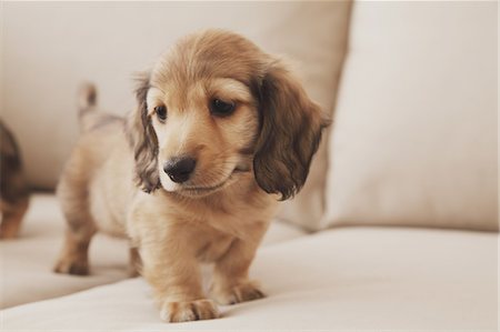 dachshund - Puppy Stock Photo - Rights-Managed, Code: 859-06725220