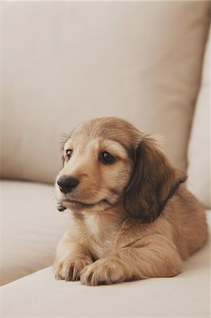 dachshund - Puppy Stock Photo - Rights-Managed, Code: 859-06725221