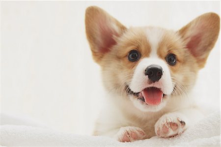 Corgi puppy on a towel Stock Photo - Rights-Managed, Code: 859-06725242