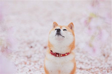 Shiba Inu Stock Photo - Rights-Managed, Code: 859-06725287