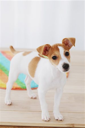 simsearch:859-06617237,k - Jack Russell Terrier Stock Photo - Rights-Managed, Code: 859-06725304