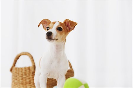 Jack Russell Terrier Stock Photo - Rights-Managed, Code: 859-06725300