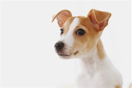 dog white background - Jack Russell Terrier Stock Photo - Rights-Managed, Code: 859-06725316