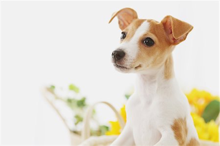 prank - Jack Russell Terrier in a basket Stock Photo - Rights-Managed, Code: 859-06725317