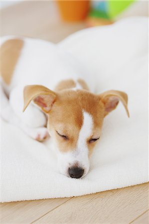 simsearch:859-06617237,k - Jack Russell Terrier sleeping on a towel Stock Photo - Rights-Managed, Code: 859-06725327