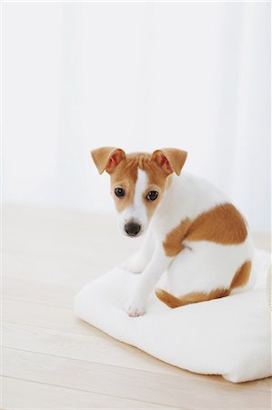 dog sitting down back view - Jack Russell Terrier on a towel Stock Photo - Rights-Managed, Code: 859-06725329