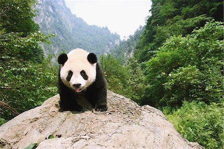 stalemate - Panda Foto de stock - Con derechos protegidos, Código: 859-06725369