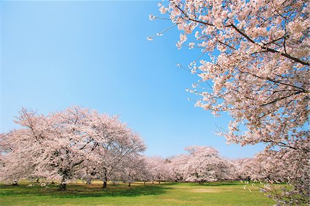 Cherry trees lawn and blue sky Stock Photo - Rights-Managed, Code: 859-06808337