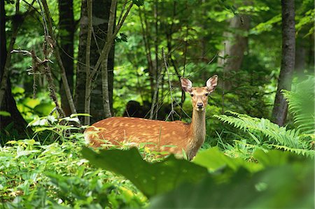 simsearch:859-07566201,k - Hokkaido Sika Deer, Hokkaido, Japan Stock Photo - Rights-Managed, Code: 859-07149650