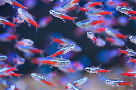 Neon Tetra Stock Photo - Rights-Managed, Code: 859-07149973