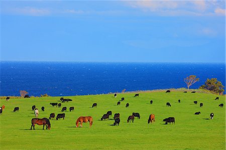 Notoro Misaki, Abashiri, Hokkaido, Japan Stock Photo - Rights-Managed, Code: 859-07150029