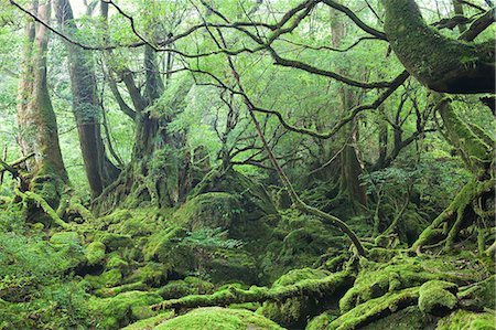 simsearch:859-03598857,k - Yakushima, Kagoshima, Japan Stock Photo - Rights-Managed, Code: 859-07150062