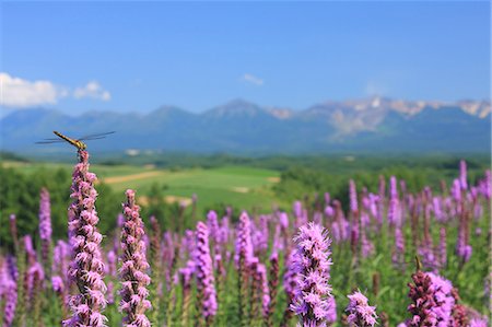 dragon fly - Biei, Hokkaido, Japan Stock Photo - Rights-Managed, Code: 859-07150076