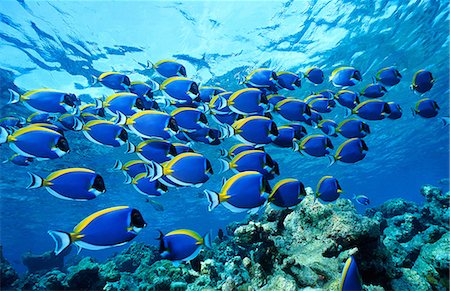 Tropical Fish, Biyadoo Island, Maldives Stock Photo - Rights-Managed, Code: 859-07150119