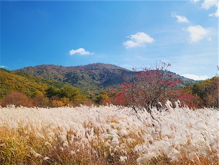 Mt. Garyu, Hiroshima, Japan Stock Photo - Rights-Managed, Code: 859-07150316