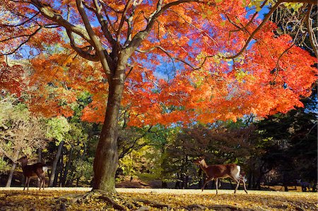 Nara Park, Nara, Japan Stock Photo - Rights-Managed, Code: 859-07150331