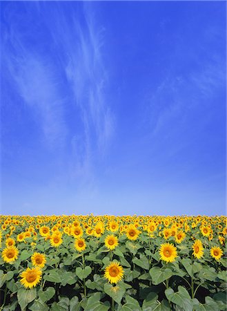 simsearch:859-07150407,k - Sunflower Field, Miyagi, Japan Stock Photo - Rights-Managed, Code: 859-07150402