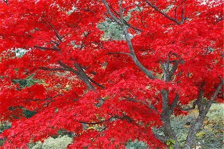 Bandaiasahi National Park, Fukushima, Japan Stock Photo - Rights-Managed, Code: 859-07150470