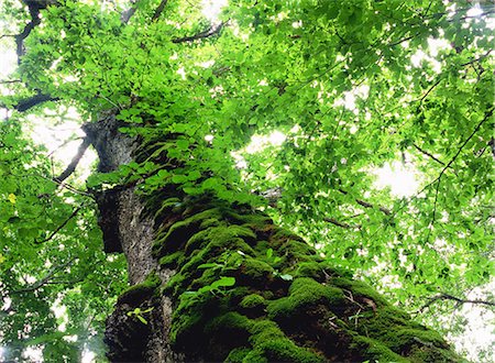 simsearch:859-07566201,k - Quercus Crispula And Moss, Hokkaido, Japan Stock Photo - Rights-Managed, Code: 859-07150504