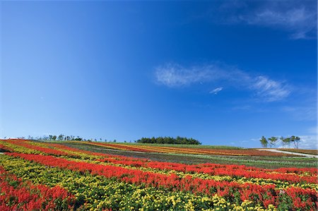 simsearch:859-07283230,k - Nasu Flower World, Tochigi, Japan Stock Photo - Rights-Managed, Code: 859-07284294