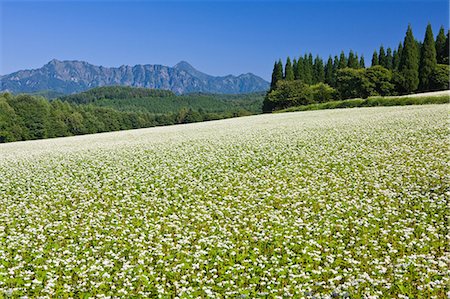 simsearch:859-07283230,k - Flower Of Buckwheat And Togakushi Peaks, Nagano, Japan Stock Photo - Rights-Managed, Code: 859-07284372