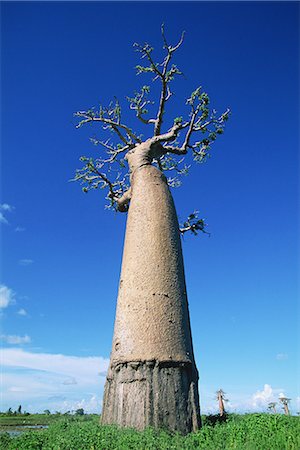 simsearch:859-07284165,k - Baobab, Madagascar Stock Photo - Rights-Managed, Code: 859-07283359