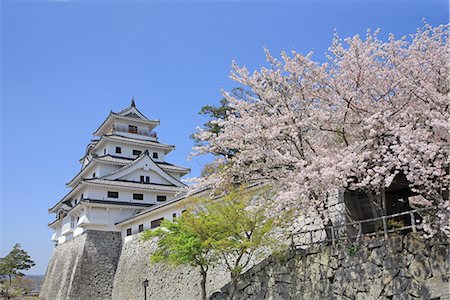 simsearch:400-05044143,k - Cherry Blossoms, Karatsu Castle, Saga, Japan Stock Photo - Rights-Managed, Code: 859-07283472