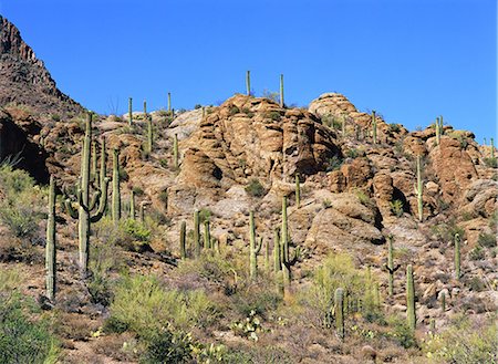 Saguaro National Park, America Stock Photo - Rights-Managed, Code: 859-07283489