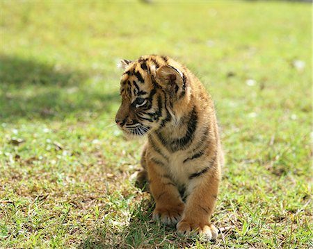 stalemate - Bengal tiger, Yamaguchi Prefecture Foto de stock - Con derechos protegidos, Código: 859-07310595