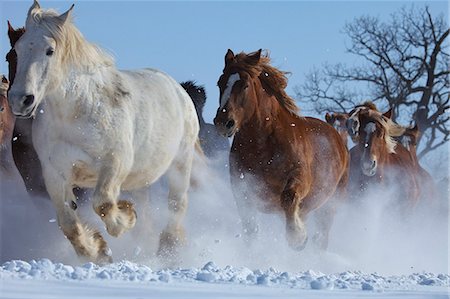 Horses, Japan Stock Photo - Rights-Managed, Code: 859-07310615