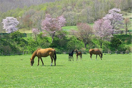 Horses, Japan Stock Photo - Rights-Managed, Code: 859-07310618