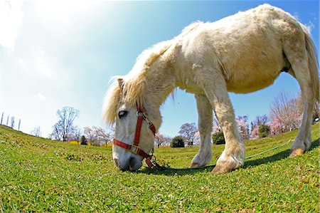 simsearch:859-07495665,k - Horse, Japan Stock Photo - Rights-Managed, Code: 859-07310612