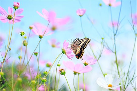 stay - Swallowtail butterfly Stock Photo - Rights-Managed, Code: 859-07310634