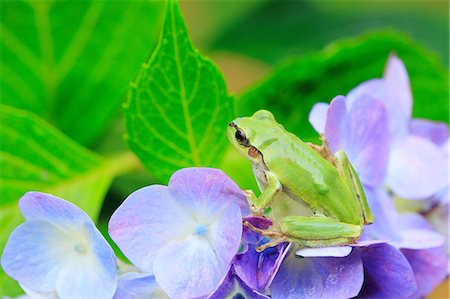 frog - Japanese Tree Frog Stock Photo - Rights-Managed, Code: 859-07310632