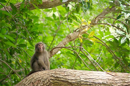 simsearch:859-07566201,k - Yakushima Macaque Stock Photo - Rights-Managed, Code: 859-07310645