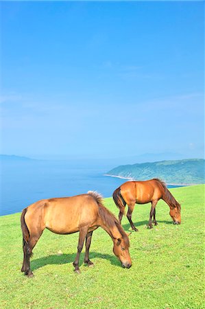 Horses, Japan Stock Photo - Rights-Managed, Code: 859-07310648