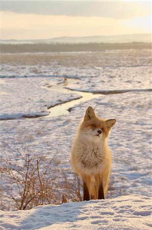simsearch:859-07566201,k - Red fox, Hokkaido Stock Photo - Rights-Managed, Code: 859-07310642