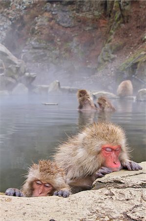 simsearch:859-07566201,k - Japanese monkeys Stock Photo - Rights-Managed, Code: 859-07310654