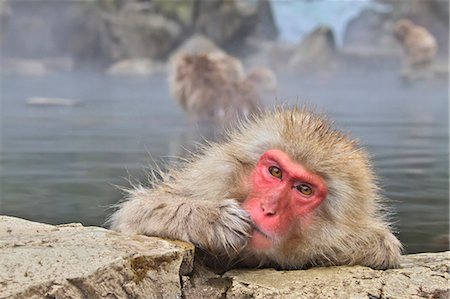simsearch:859-07566201,k - Japanese monkeys Stock Photo - Rights-Managed, Code: 859-07310655